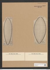 Surirella sp. (de-Toni-Nr.: Genus 53, Species 2236 ?) Zeichnungen Sammlung Grunow Nr. 4816 (NHMW-BOT-W0372972)